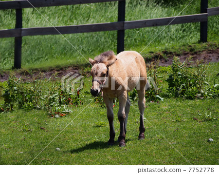 pony pony 7752778