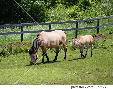 Horse Horse 7752780