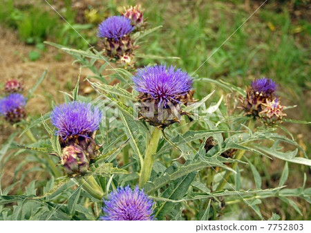 Artichoke flowers Artichoke flowers 7752803