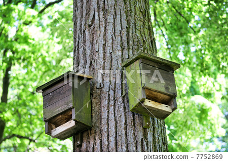 birdhouse birdhouse 7752869