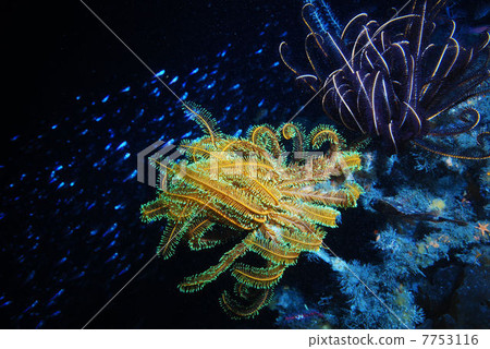 海魚和魚 海魚和魚 7753116