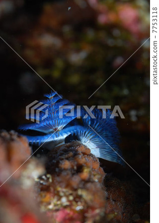 大旋鰓蟲 7753118