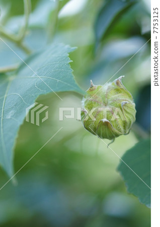 可愛的醉芙蓉果 7753125