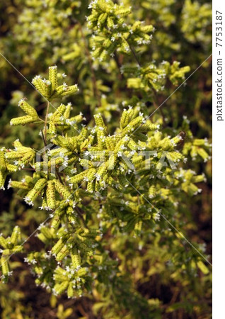 甜馬茹蘭的花·七月中旬 7753187