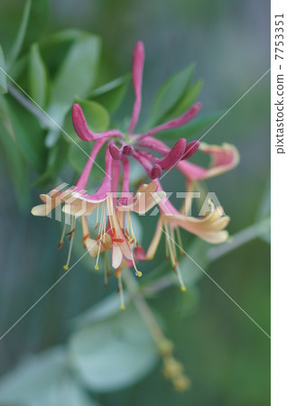 My name is Sukiyaki Ikki Nukindinowo. 7753351