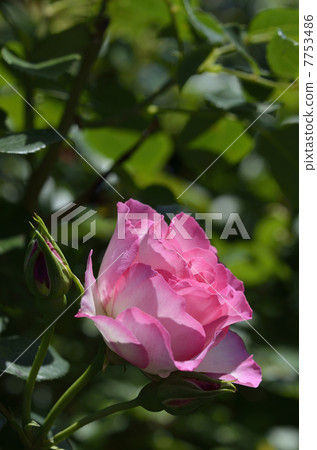 Roses (Roses) 7753486