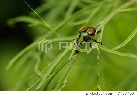 日本甲蟲 7753799