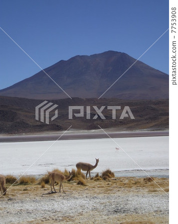 Vikuna goes Vikuna goes 7753908