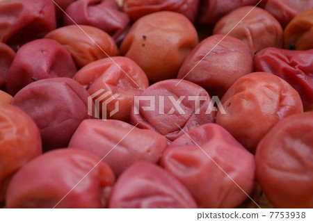 Hang plum Hang plum 7753938