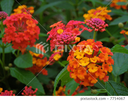Lantana 7754067