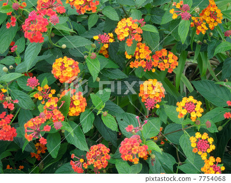 Lantana 7754068