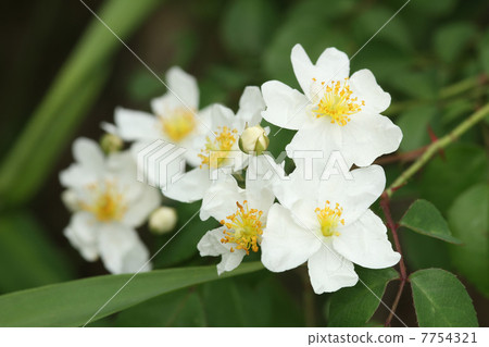 Novara Novara 7754321