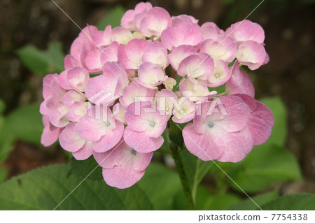 Hydrangea Hydrangea 7754338