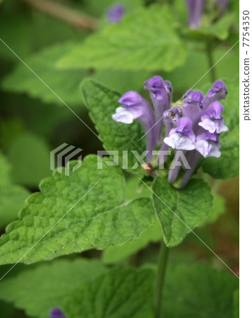 黃芩 黃芩 7754350