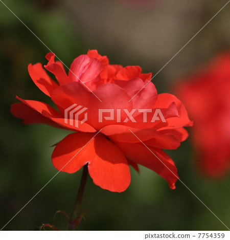 Scarlett · Queen Elizabeth 7754359