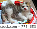 Kitten 7754653