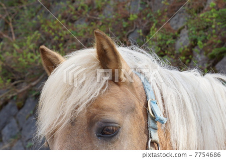 Horse head · Plenty of white whims · Horizontal position 7754686
