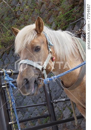 Horse's face · Gentle gentle eyes · Vertical position Horse's face · Gentle gentle eyes · Vertical position 7754687