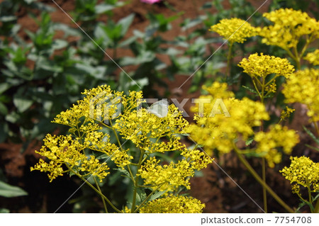 Monsieur彎腰停在雌花（Ominae） 7754708