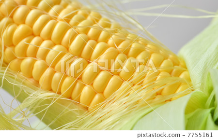 玉米 7755161