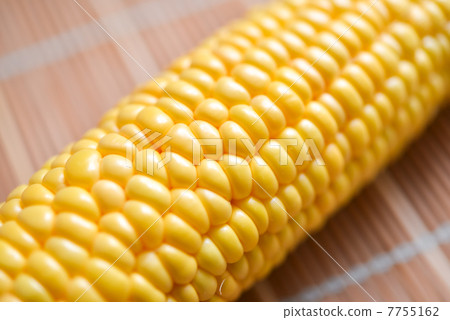 corn  7755162