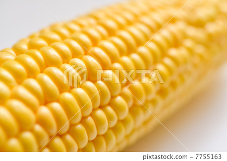 corn  7755163
