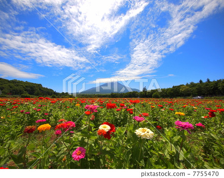 Fuji and Besshi 7755470