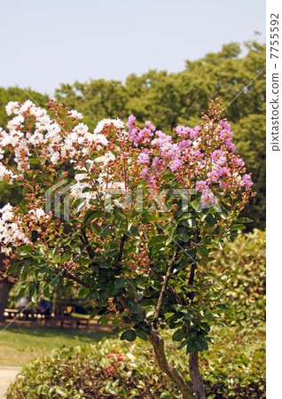 Crape myrtle with two flowers on one tree Crape myrtle with two flowers on one tree 7755592