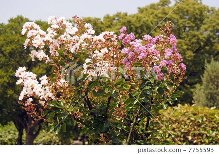 Crape myrtle with two flowers on one tree Crape myrtle with two flowers on one tree 7755593