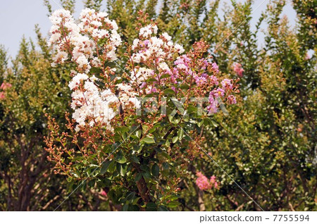 Crape myrtle with two flowers on one tree Crape myrtle with two flowers on one tree 7755594