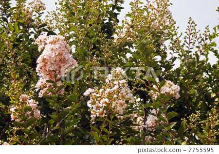 A cedar far red with a full bud · Soon full bloom A cedar far red with a full bud · Soon full bloom 7755595