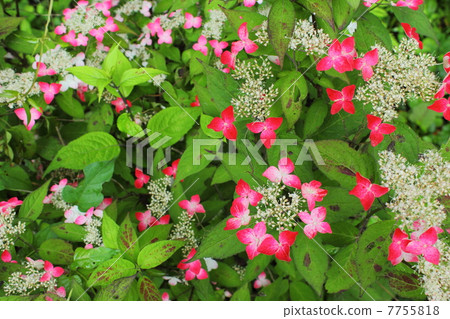 Yamah繡球花 Yamah繡球花 7755818