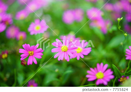 Brachikam Magenta Pink Flower language: Grace Brachycome Brachikam Magenta Pink Flower language: Grace Brachycome 7755824