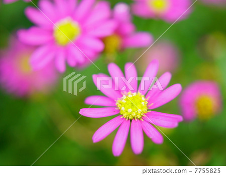 Brachikam Magenta Pink Flower語言：Grace Brachycome 7755825