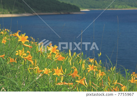 Nozori Kisuge 7755967