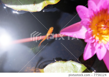 睡蓮和青香 7756124