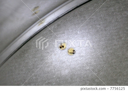 梅達卡蛋 7756125