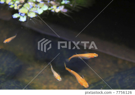 楊世娜梅卡卡 7756126