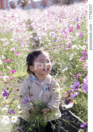 In a cosmos field 7756207