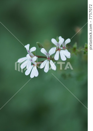 The sentinel geranium name is Hao Tianzhuo Nioi Tenji Aoi. The sentinel geranium name is Hao Tianzhuo Nioi Tenji Aoi. 7757072