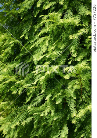 My name is Mete Sequoia, Atsugi. My name is Mete Sequoia, Atsugi. 7757226