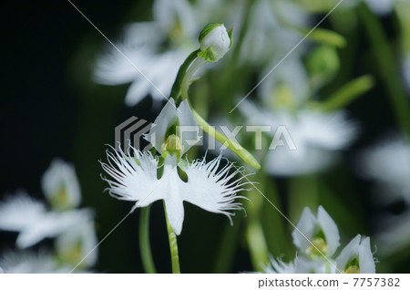 現在是夏天。這是蒼鷺種子的季節。 7757382