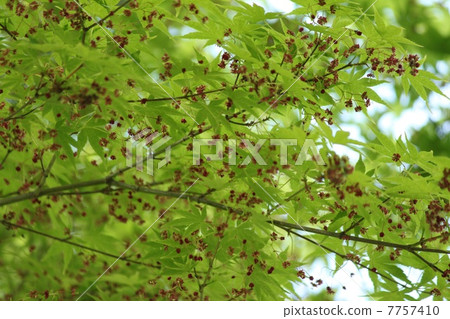 Flower of Iohamomoji Flower of Iohamomoji 7757410