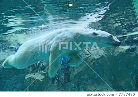 Polar bears 7757480
