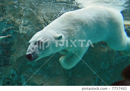 Polar bears 7757481