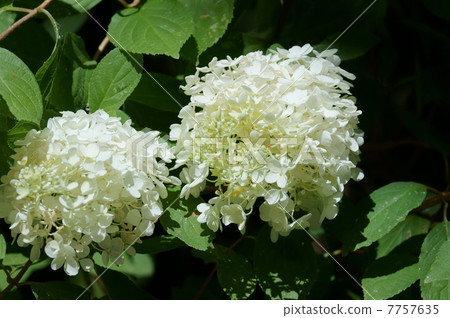 It is similar to the glue Sakura Nori Tsugi hydrangea. It is similar to the glue Sakura Nori Tsugi hydrangea. 7757635