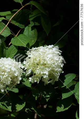 它類似於膠水Sakura Nori Tsugi繡球花。 7757636