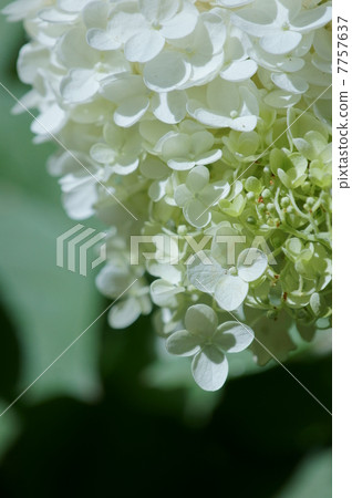 It is similar to the glue Sakura Nori Tsugi hydrangea. 7757637