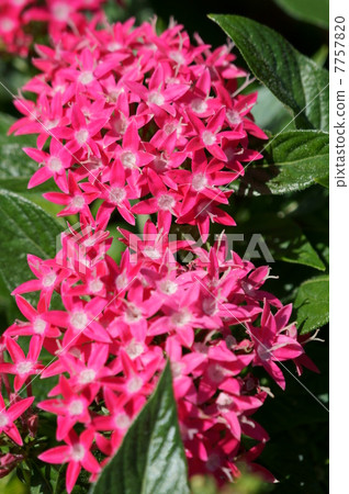 我叫Teruyuki Kusayama Kusa Santanka。 我叫Teruyuki Kusayama Kusa Santanka。 7757820