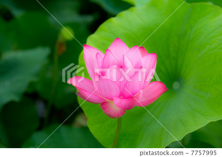 蓮花 蓮花 7757995